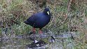 Swart Riethaan (2)